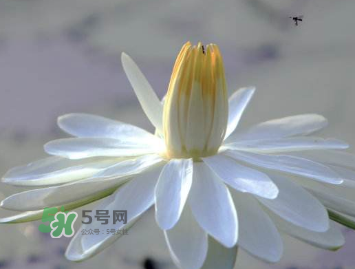 2017處暑還熱嗎？2017處暑后天氣還熱嗎？