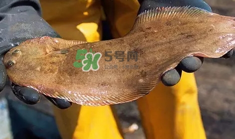 龍利魚(yú)是淡水魚(yú)嗎？龍利魚(yú)是巴沙魚(yú)嗎