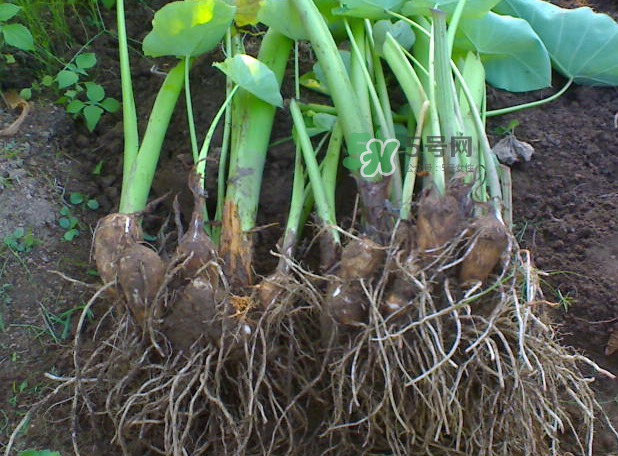 減肥可以吃芋頭嗎？芋頭熱量高嗎？