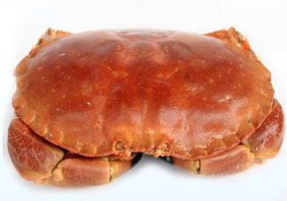 面包蟹一只多少斤？面包蟹一只多少錢？