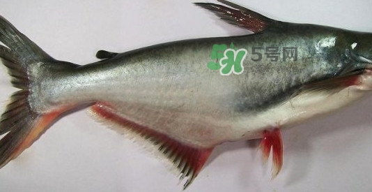 龍利魚(yú)是淡水魚(yú)嗎？龍利魚(yú)是巴沙魚(yú)嗎