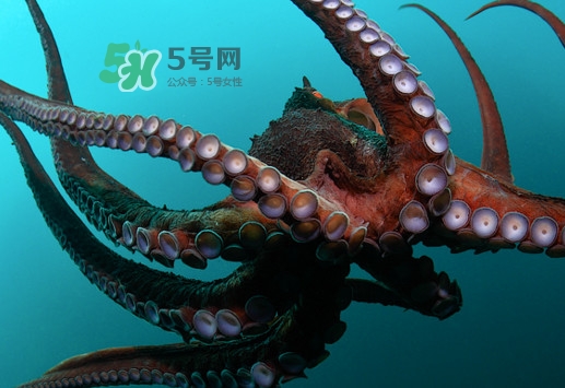 章魚的墨汁有毒嗎？章魚有寄生蟲嗎