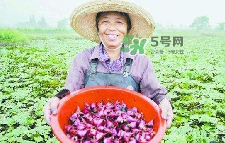 紅菱怎么種植？新鮮紅菱怎么保存