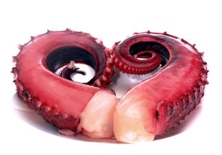 章魚血是什么顏色？章魚血為什么是藍(lán)色？