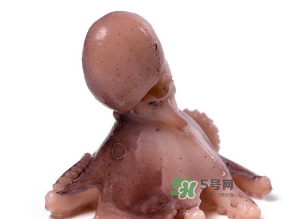 章魚怎么處理？章魚怎么殺