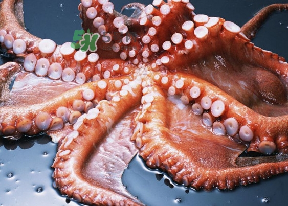 章魚有幾個心臟？章魚有幾條腿