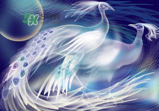 2017七夕會出鳳求凰嗎？2017鳳求凰七夕返場