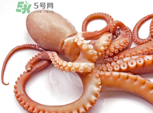 章魚血是什么顏色？章魚血為什么是藍色？