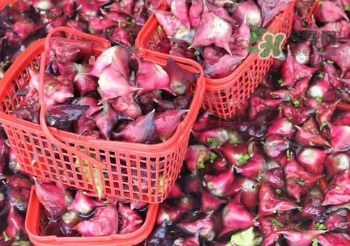 紅菱是什么水果？胃不好可以吃紅菱嗎