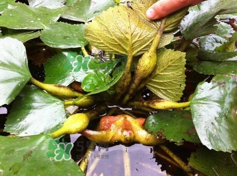 菱角多少錢一斤？生菱角多少錢一斤？