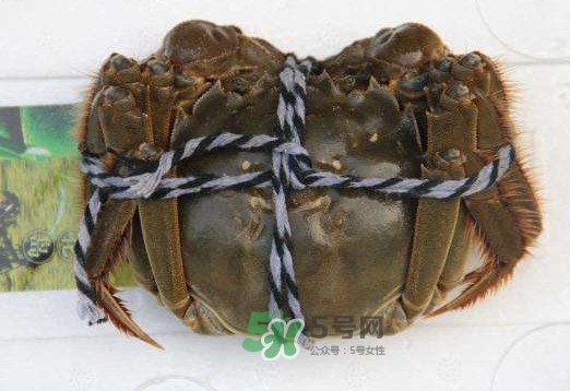 太湖蟹什么時(shí)候上市？太湖蟹幾月份有