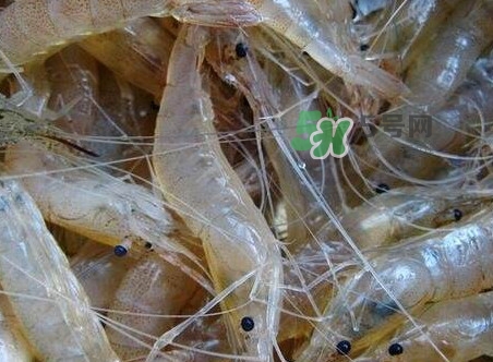 太湖白蝦什么時候上市？太湖白蝦上市時間