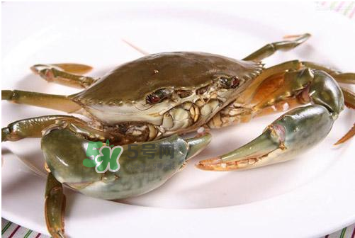 青蟹可以冷凍嗎？青蟹冷凍了還可以吃嗎？