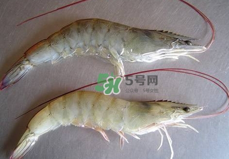 白蝦有寄生蟲嗎？如何選購新鮮的蝦