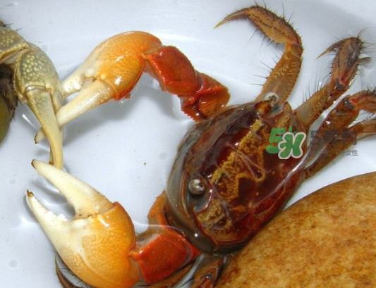 青蟹能放幾天？青蟹能活多久？