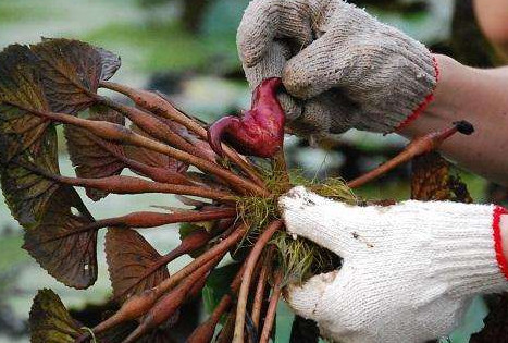 紅菱多少錢一斤？菱角嫩的好吃還是老的好吃？