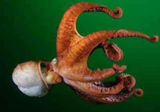 章魚的墨汁有毒嗎？章魚有寄生蟲嗎