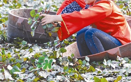 紅菱什么時候上市？什么時候采紅菱