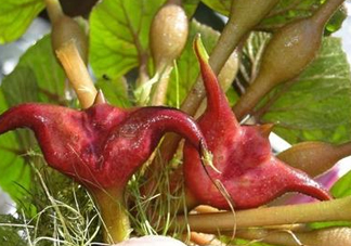 紅菱怎么種植？新鮮紅菱怎么保存