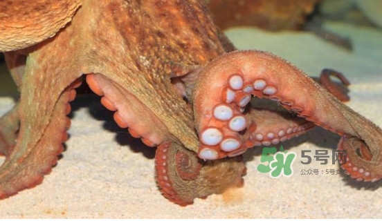 章魚怎么處理？章魚怎么殺