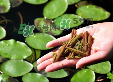 莼菜怎么讀？莼菜是哪里的特產(chǎn)