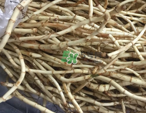 魚(yú)腥草干的好還是新鮮的好？干的魚(yú)腥草怎么吃最好