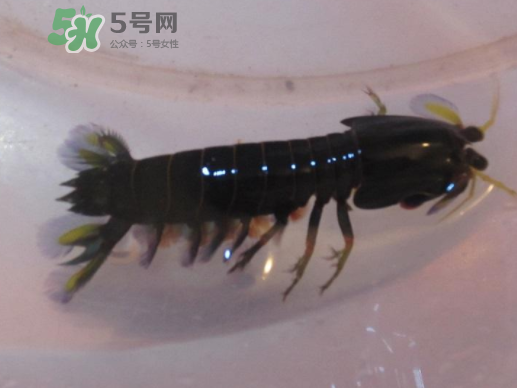 七彩神蝦好吃嗎？七彩神蝦的營養(yǎng)價(jià)值