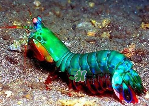 七彩神蝦好吃嗎？七彩神蝦的營養(yǎng)價(jià)值