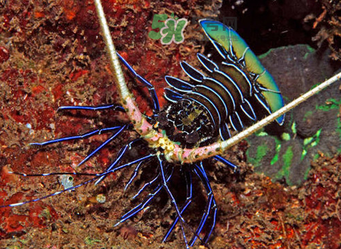 七彩神蝦吃什么？七彩神蝦怎么養(yǎng)？