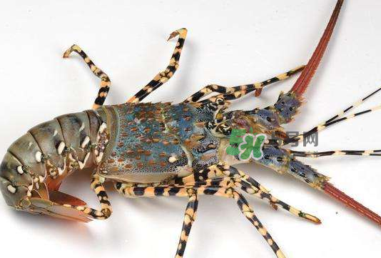 七彩神蝦多少錢(qián)一斤？七彩神蝦估值