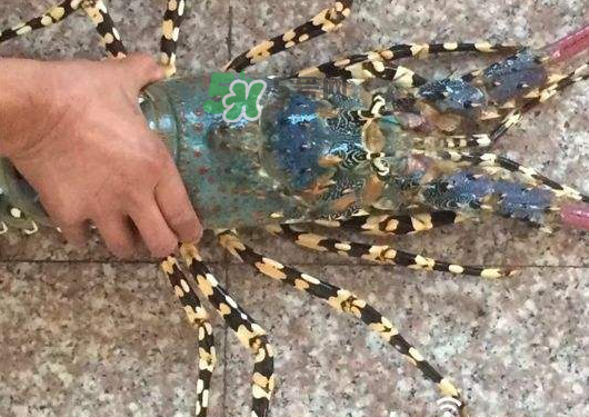 七彩神蝦多少錢(qián)一斤？七彩神蝦估值