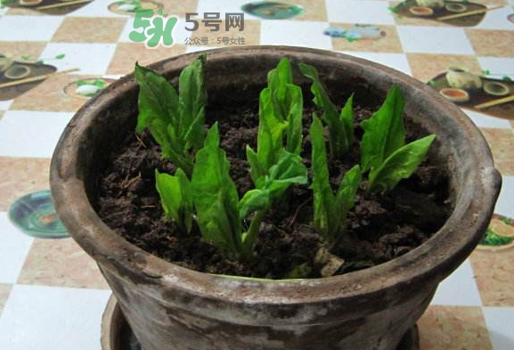 八月份可以種菠菜嗎？波菜8月中旬種可以嗎？