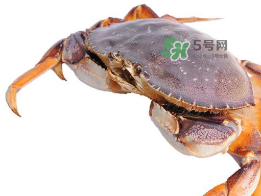 太子蟹好吃還是面包蟹好吃？太子蟹和面包蟹的區(qū)別