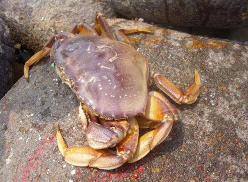 太子蟹多少錢一斤？太子蟹多少錢一只？