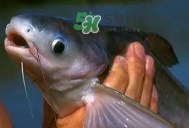 巴沙魚是鯰魚嗎？巴沙魚是海魚嗎