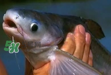 巴沙魚有刺嗎？巴沙魚有寄生蟲嗎