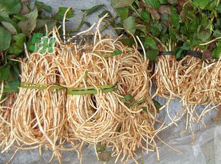 魚腥草有毒嗎？魚腥草有副作用嗎