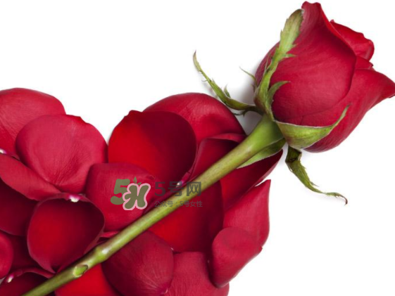 七夕玫瑰花多少錢一朵 七夕節(jié)送紅玫瑰還是粉玫瑰 七夕玫瑰花多少錢一朵 七夕節(jié)送紅玫瑰還是粉玫瑰