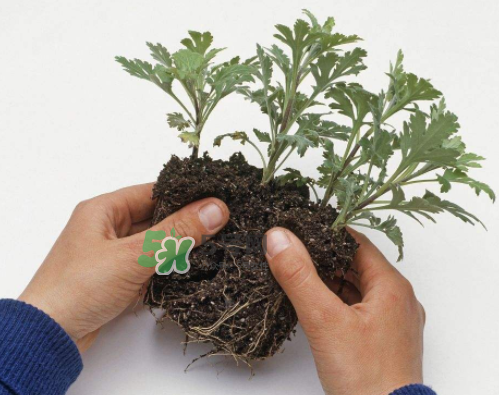 八月份能扦插菊花嗎？菊花可以8月份扦插嗎？