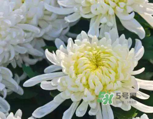 八月份能扦插菊花嗎？菊花可以8月份扦插嗎？