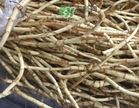 魚腥草可以和蜂蜜一起喝嗎？蜂蜜能和魚腥草一起泡嗎