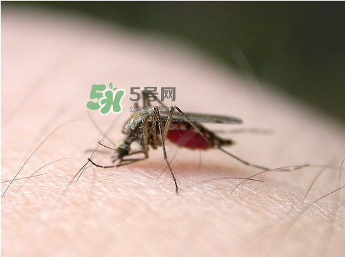 九月份還有蚊子嗎？9月份還有蚊子嗎？