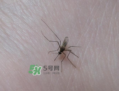 九月份還有蚊子嗎？9月份還有蚊子嗎？