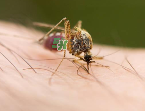 九月份還有蚊子嗎？9月份還有蚊子嗎？
