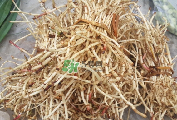 折耳根是什么？折耳根是哪里的特產(chǎn)？