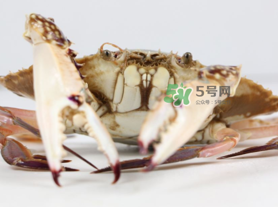 青島梭子蟹多少錢一斤？青島梭子蟹什么時(shí)候上市？