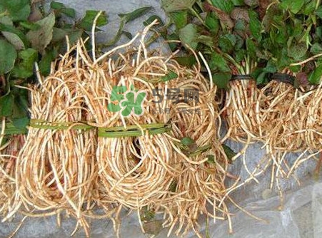 折耳根能生吃嗎？折耳根生吃還是熟吃好