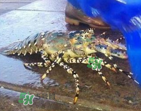 七彩神蝦是什么蝦？七彩神蝦怎么回事？