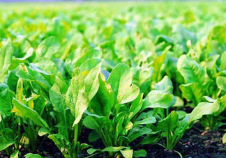 八月份可以種菠菜嗎？波菜8月中旬種可以嗎？