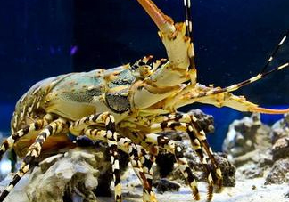 七彩神蝦吃什么？七彩神蝦怎么養(yǎng)？